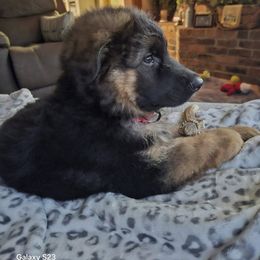 German Shepherd Puppies from Ewig Krieger Kennels