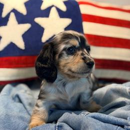 Timmy - Dapple male Dachshund puppy in Red Bluff, California from Down The Hill Potterdale