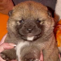 Archer Mameshiba - Red male Shiba Inu puppy in Clewiston, Florida from Animal Farm Shiba Inus & Mameshibas