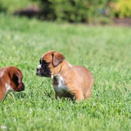 Bart - Fawn Boxer puppy in Pennsylvania from Anthony's Boxers