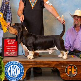 Rider - Basset Hound