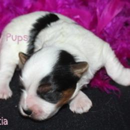 AKC Poinsettia  On Hold - Black tan and white female Biewer Terrier puppy in Kennesaw, Georgia from Dreamy Pups