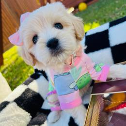 Suki - Cream female Maltipoo puppy in Sugar Land, Texas from Celebrity Maltipoos