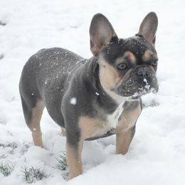 French Bulldogs from M4 Bullies