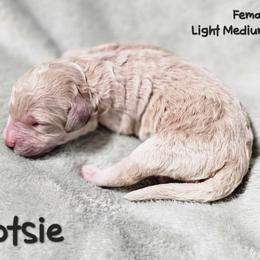 Tootsie - Apricot female Goldendoodle puppy in Harris County, Texas from Cute & Curly Doodles