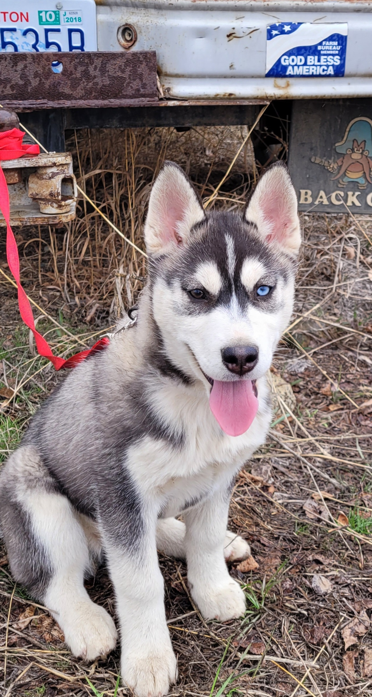 Siberian Husky Puppies from Kates Methow Siberians