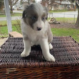 Gingersnap - Blue merle female Miniature Australian Shepherd puppy in Oroville, Washington from High Mountain Aussies