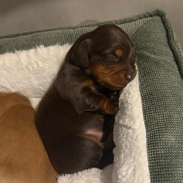 Crème brûlée - Chocolate and tan male Dachshund puppy in St Johns, Arizona from Glamorous Doxies