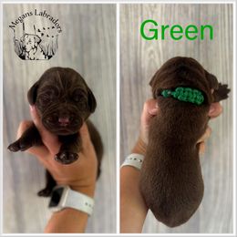 Green - Chocolate male Labrador Retriever puppy in Ste. Genevieve, Missouri from Megans Labradors