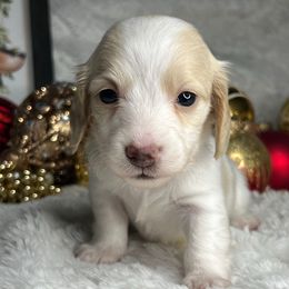 Boo - Cream female Dachshund puppy in Payette, Idaho from NT Mini Doxies