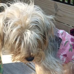 Poodles and Yorkshire Terriers from Kelley's Kennels