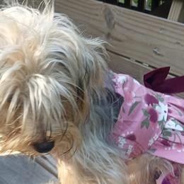 Poodles and Yorkshire Terriers from Kelley's Kennels