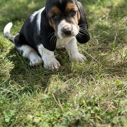 Basset Hound Puppies from Hill Top Basset Hounds & Great Pyrenees