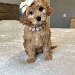 Artemis-red - Brown Cavapoo puppy in South Jordan, Utah from Lucky Doodles