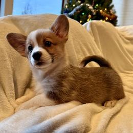 Bagel - Sable female Pembroke Welsh Corgi puppy in Beaverton, Oregon from Pordr Corgis