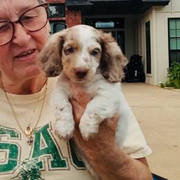 Happy Go Lucky James - Dapple male Dachshund puppy in Altus, Oklahoma from Johnson Prairie Pups
