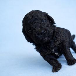Girl 2 - Phantom female Poodle puppy in Eckert, Colorado from High Desert Poodles