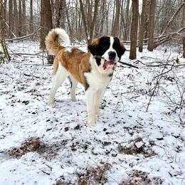 Mia - Saint Bernard