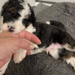 First Pick Boy - Tri-color male Bernedoodle puppy in Summerfield, North Carolina from Paws 4 Doodles, LLC