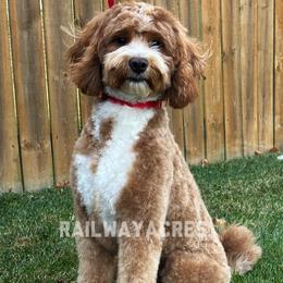 Ozzy - Goldendoodle