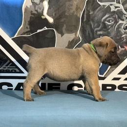 Lime Green Gray Male - Cane Corso puppy from Da Boyz Cane Corso