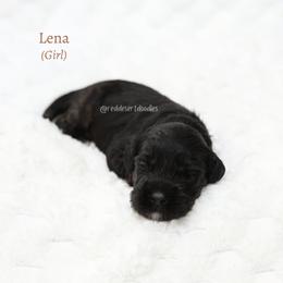 Lena - Black female Australian Labradoodle puppy in Hurricane, Utah from Red Desert Doodles