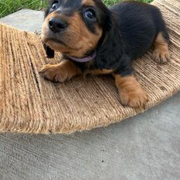 Black and tan longhair mini female (purple collar) - Black and tan female Dachshund puppy in Manteca, California from Sweet and Low Dachshunds