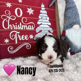 Nancy - Brown and white female Aussiedoodle puppy in Sulphur Bluff, Texas from V6 Ranch Dogs