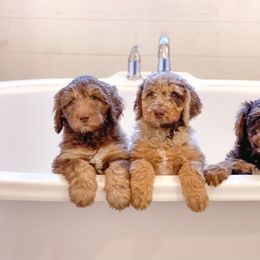Aussiedoodle Puppies from Gore Doodle Ranch
