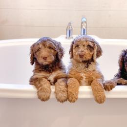 Aussiedoodle Puppies from Gore Doodle Ranch