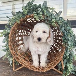 Zinnia (Yellow) - Parti female Goldendoodle puppy in Payson, Utah from Life_on. Paws