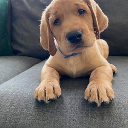 Dalmatian and Labrador Retriever Puppies from ECMO Farm Dalmatians & Labrador Retrievers