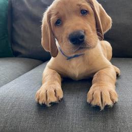 Dalmatian and Labrador Retriever Puppies from ECMO Farm Dalmatians & Labrador Retrievers