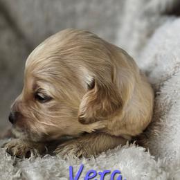 Vera - Cream female Goldendoodle puppy in Kansas City, Missouri from Poppy's Doodles