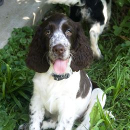 Skyla - English Springer Spaniel