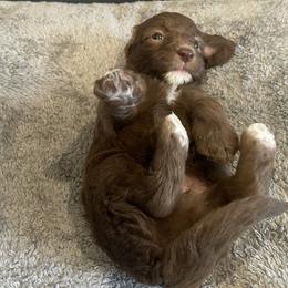 White - Chocolate female Goldendoodle puppy in Medina, Ohio from Farmer Doodles