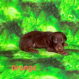 Orange Collar - Red and rust male Doberman Pinscher puppy in Louisville, Kentucky from Ruiz Dobermans