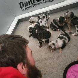 Miniature Australian Shepherd Puppies from Wonderland Aussies