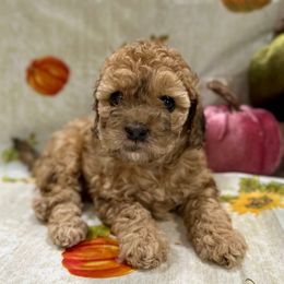 Tootsie - Sable female Cockapoo puppy in Salem, Oregon from Capital Doodles