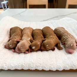 Cavapoochon puppies from Doodle Puppy Crew