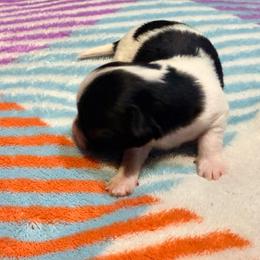 Bob - Black and white male Chihuahua puppy in Seneca, Missouri from Stephanie’s Puppy Colony
