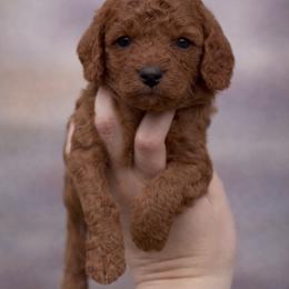 Izzy - Red female Cavapoo puppy in Concord, California from Lipscomb Doodles
