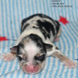 BoPeep - Blue merle female Miniature Australian Shepherd puppy in Patterson, North Carolina from DreamLine Aussies