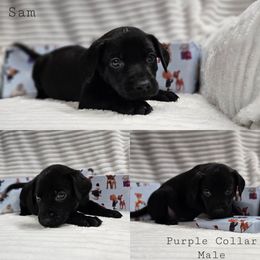 Sam the Snowman - Black male Labrador Retriever puppy in Boyd, Minnesota from Lindley Labradors