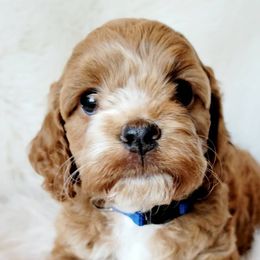 Cockapoos and Goldendoodles from Southern Belle Doodles