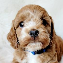Cockapoos and Goldendoodles from Southern Belle Doodles