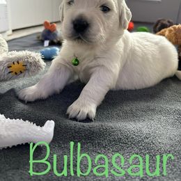 Golden Retriever Puppies from English Creams of Morningstar