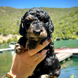Moana - Blue merle female Aussiedoodle puppy in Upper Lake, California from Redwood Aussiedoodles