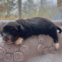 Rue - Black and tan female Dachshund puppy in Aiken, South Carolina from State Eight Dachshunds