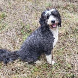 Shara - Bernedoodle